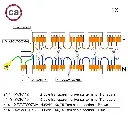 Kit de connexion WAGO compatible avec câble 2x pour Rosace à 15 trous 2.webp