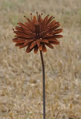 Fleur d'Aster